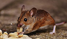 squirrel-control Experts in Duplessis